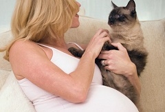 Trudnice, mačke i toksoplazmoza