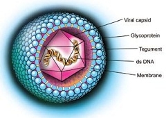 Infekcije citomegalovirusom