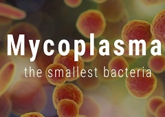 Mycoplasmae